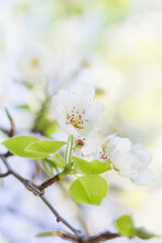 Close-up Of Pear Blossoms