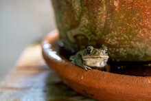 Close-up Of Frog By Pot