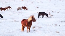 Horses In Winter. Animals In Snow Covered Meadow. Frozen Countryside In Iceland.