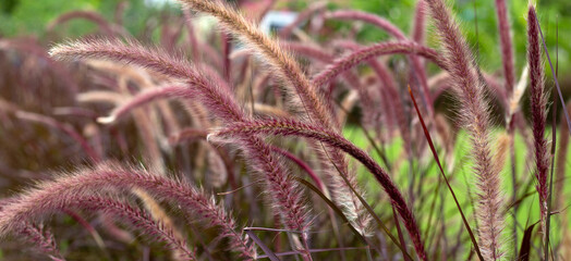 Fountain grass or pennisetum alopecuroides