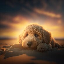 Golden Doodle Puppy On The Beach
