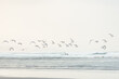 © Cavan Images - Flock of sea birds flying at coastline on a beach in New Zealand