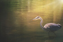 Close-up Of Great Blue Heron In Lake
