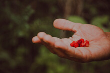 Cropped Hand Of Man Holding Berries