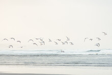 Flock Of Sea Birds Flying At Coastline On A Beach In New Zealand