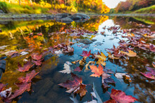 Fall Colors Reflect In A River In Maine