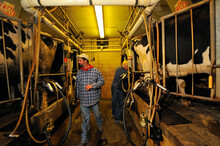 A Corn Farmer Tends To His Livestock As They Are Milked By Electronic Machines On His Farm In Bloomsburg, PA.