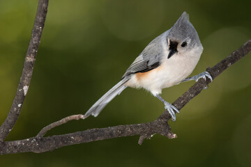 Poster - Tufted Titmouse Perched on a Slender Tree Branch