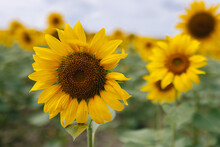 Sunflower Field Blossom