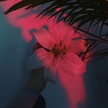 A White Lily Flower In A Pink Light