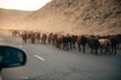 © Yakov Knyazev/Stocksy - herd of sheep seen through the car window. trip to asia