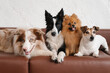 © Alina Hvostikova/Stocksy - Group of dogs on couch