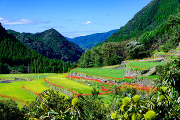 番所の棚田
Bansho Terraced Rice Fields
　【彼岸花の名所、菊鹿町の番所地区にある美しい棚田「日本棚田百選」にも選出されている観光名所】
[A tourist attraction that has been selected as one of the 100 best terraced rice fields in Japan]
日本
九州・熊本県山鹿市菊鹿町