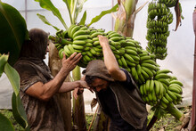 Men Picking Bananas
