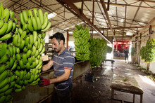 A Man Works In A Banana Factory