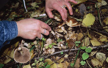 An Unrecognizable Woman Holds A Knife And Cut A Mushroom In The Forest