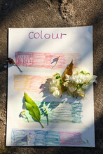 Natural Plants Correspond To The Color Card, Beautiful Effect