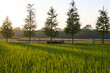 © ChaoShu Li/Stocksy - Closeup beautiful rice field in autumn sunset light