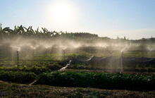 Closeup Of Vegetable Field Being Watered