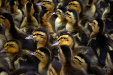 Closeup Ducklings In The Farmers Market