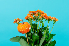 Kalanchoe Plant With Orange Flowers
