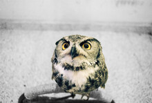 Owl Looks At Camera Standing On A Chair 