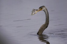 Oriental Darter (Anhinga Melanogaster) Or Snake Bird Catching Big Fish In Water Lake. Anhinga Rezavá