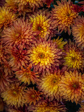 Cluster Of Orange And Yellow Chrysanthemums