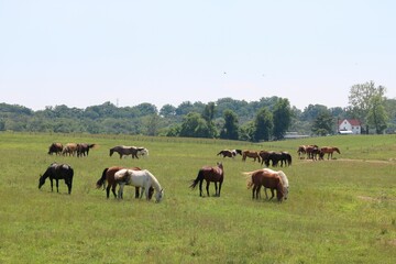 Sticker - herd of horses