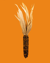 Image Of Multicolored Dried Corn On Orange Background