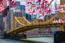 Pittsburgh Spring Cherry Blossoms
