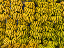 Bunches Of Fresh Yellow Bananas Hanging In Market