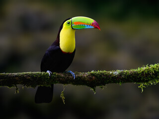 Keel-billed Toucan portrait on mossy stick