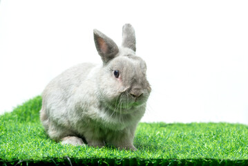 Wall Mural - Adorable gray rabbit sit isolated white background. Cute fur easter bunny are rodent mammal. Sweet furry small wabbit. Portrait baby grey funny little pet. Puppy hare animal on green grass field