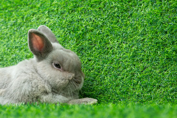 Wall Mural - Adorable gray rabbit sit isolated on green grass field background. Cute fur easter bunny are rodent mammal. Sweet furry small wabbit. Portrait baby grey funny little pet. Puppy hare animal lying