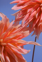 Close Up Of A Pink Dhalia Petals