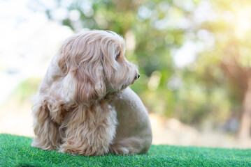 Wall Mural - Happy Cockapoo dog sit on green grass. Puppy Cockapoo or adorable cocker is mixed breeding animal (brown fur Cocker Spaniel, Poodle) Funny hairy canine. Cute Cocker dog in garden blurry background