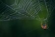 © Mel Karlberg/Stocksy - Orb weaver spider on dew covered web