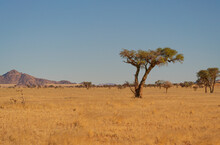 Large Acacia Tree In The African Savanna  Of Namibia, Africa