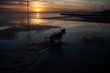 © Julia Forsman/Stocksy - A dog runs across a shallow pool by the shore