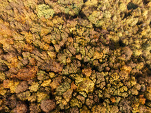 Drone Shot Abstract Forest Background In Autumn