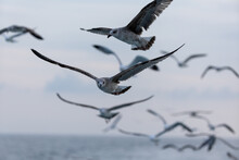 A Group Of Seabirds Follow A Boat