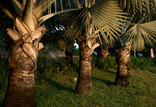 Palm Tree At Sunset Light