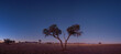 © Elena Saurius & Dani Rex/Stocksy - Large Acacia tree in the african savanna at sunset of Namibia, Africa