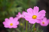 Fototapeta Kosmos - Natural backgrounds of Cosmos Sulphureus, soft pink cosmos flowers with yellow pollen blooming in the garden on green backgrounds.