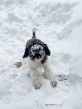 Snow-covered Puppy Barking