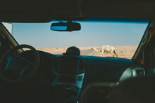 View Through Car Windscreen Of Camels Crossing The Road In Jordan