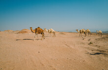 Camels Crossing The Road Near The Dead Sea In Jordan.