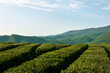 © Di Na/Stocksy - Tea fields against the blue sky