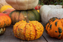 Colorful Pumpkins And Gourds